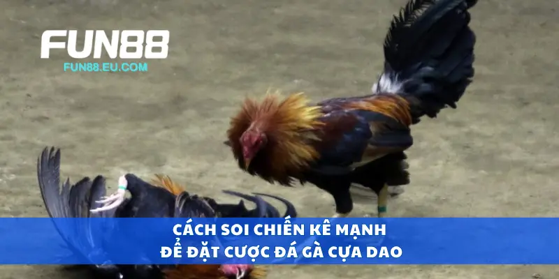 Cách soi chiến kê mạnh để đặt cược đá gà cựa dao