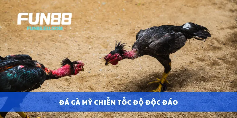 Đá gà Mỹ chiến tốc độ độc đáo