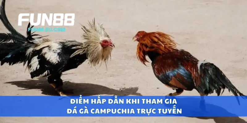 Điểm hấp dẫn khi tham gia đá gà campuchia trực tuyến