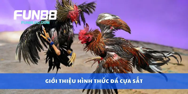 Giới thiệu hình thức đá cựa sắt